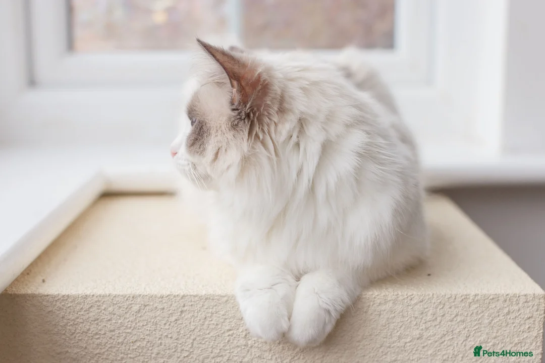 Ragdoll cats for sale: Ragdoll Female Looking for a Loving Forever Home - Advert 6