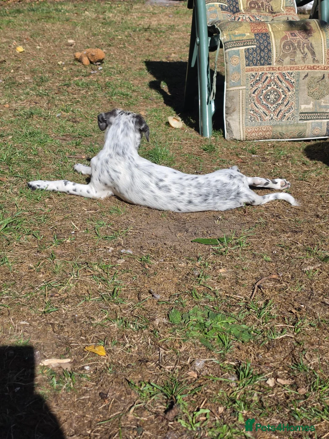 Mixed Breed dogs for sale: Beautiful female puppy 5 months in Marlborough - Advert 10