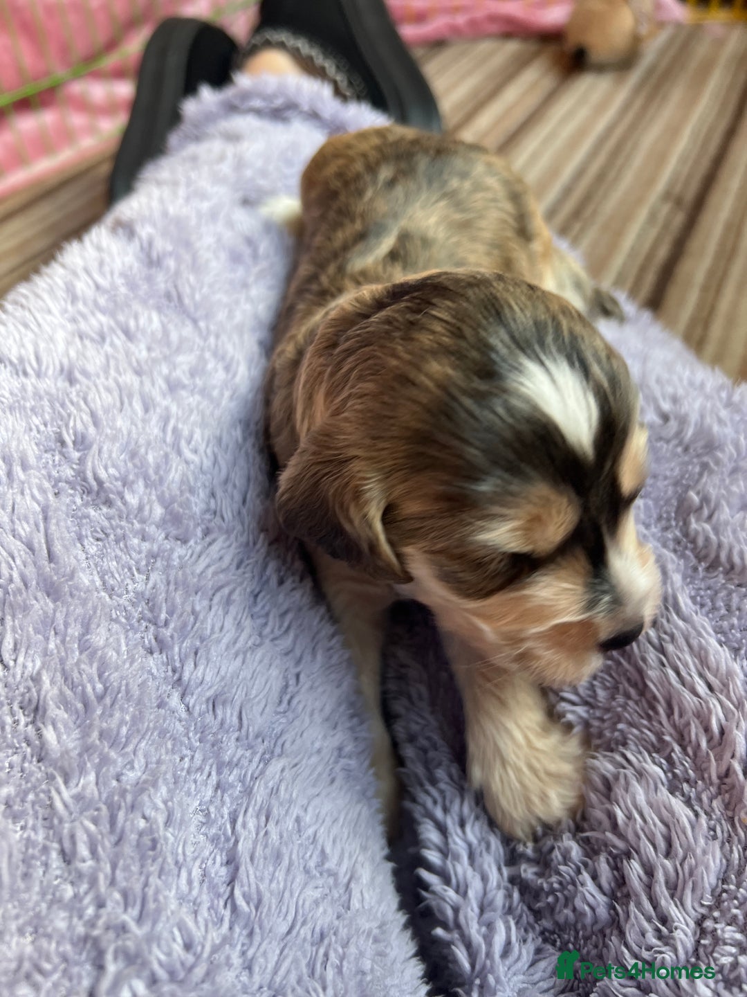 Cockapoo dogs for sale: F1b Cockerpoo puppies. - Image 35