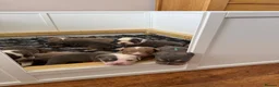 Olde English Bulldogge dogs for sale: Olde English Bulldogge, Mix Colours & Fluffy Gene in Canvey Island - Advert 12