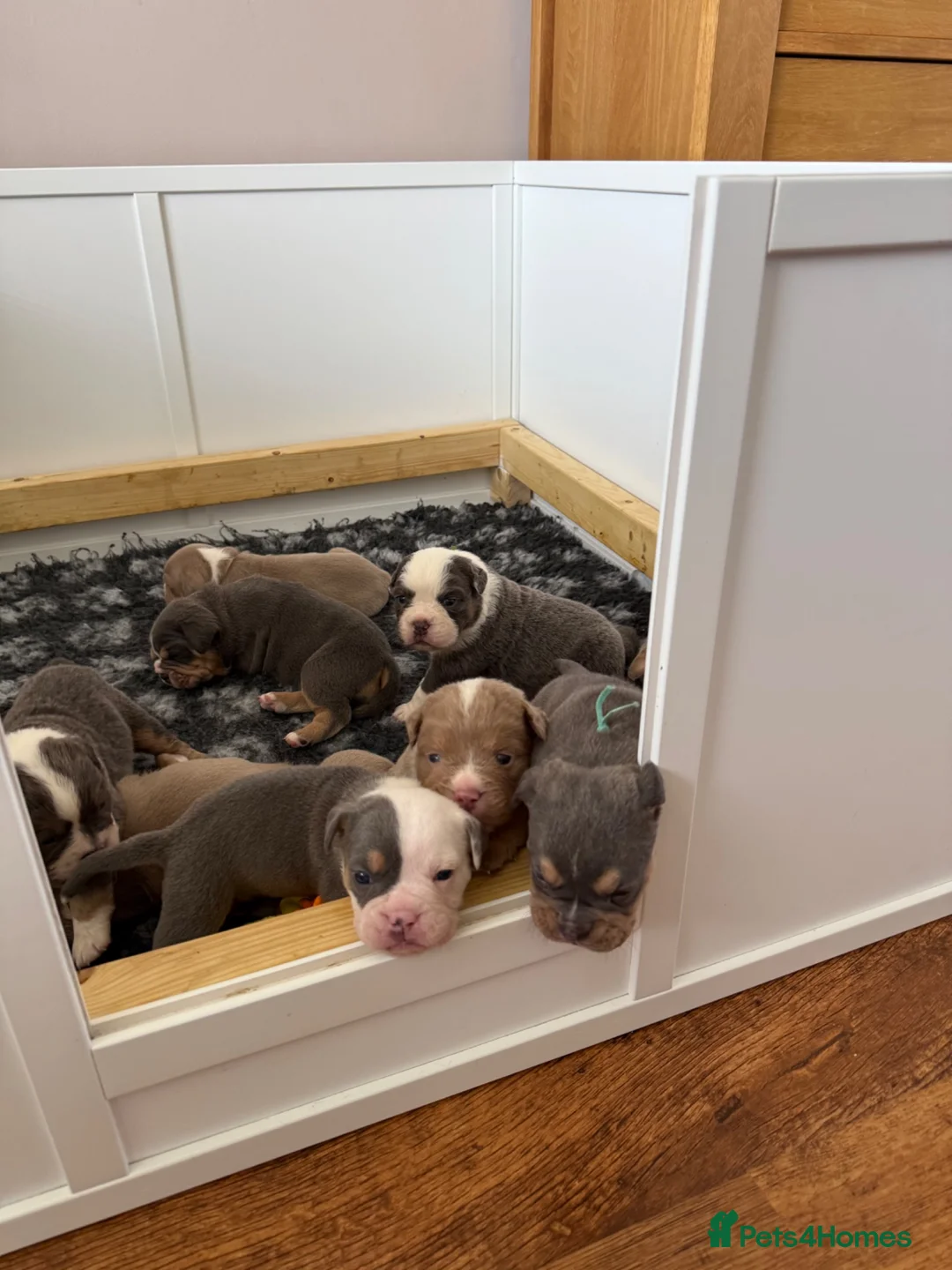 Olde English Bulldogge dogs for sale: Olde English Bulldogge, Mix Colours & Fluffy Gene in Canvey Island - Advert 12