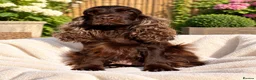 Cocker Spaniel dogs for sale: Meet the lovely Letty - Advert 2
