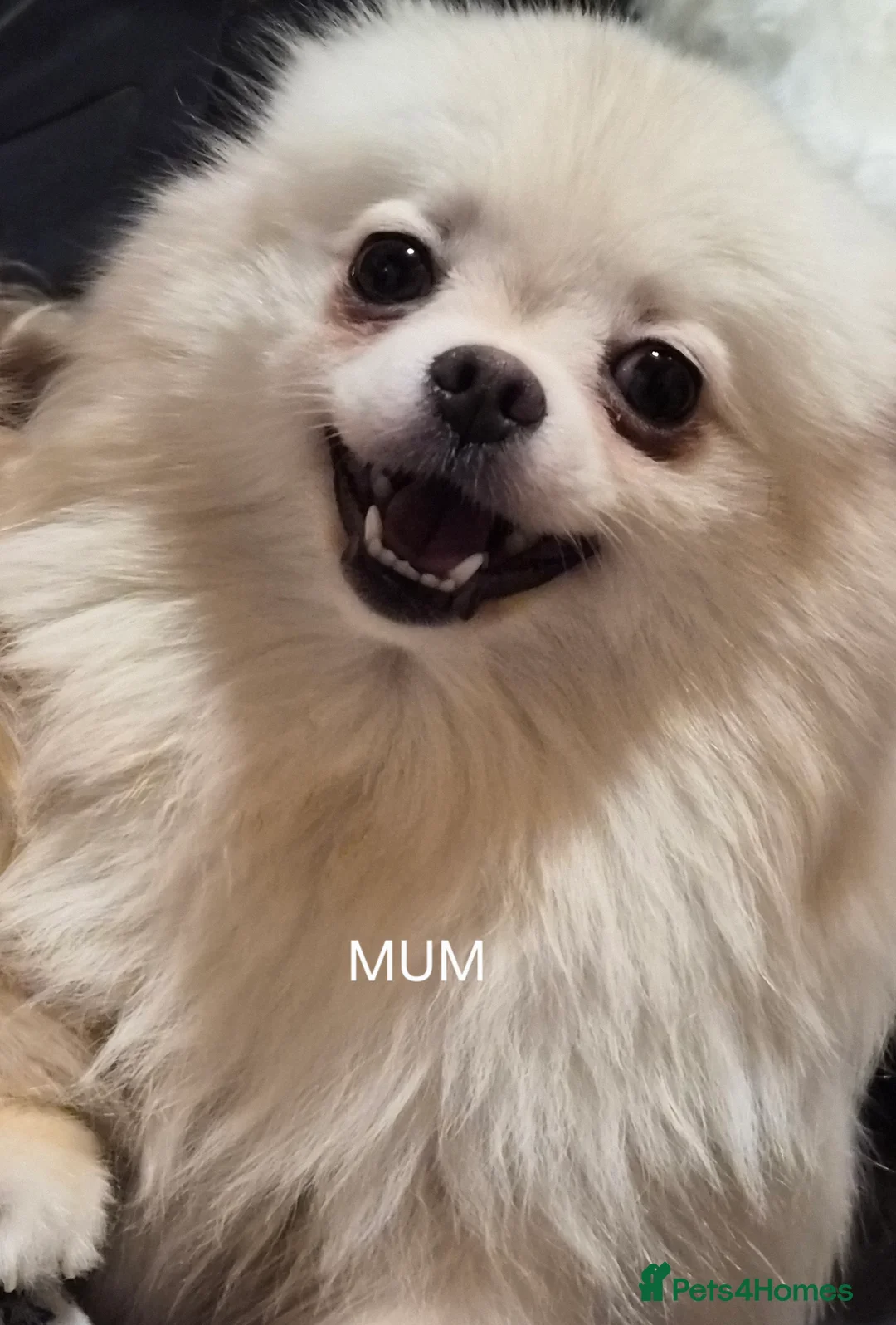 Pomeranian dogs for sale: 💝High Quality Korea/ Russia Babies💝 - Advert 2