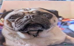 Pug dogs for sale: STOLEN PUG OZZIE  - Image 7