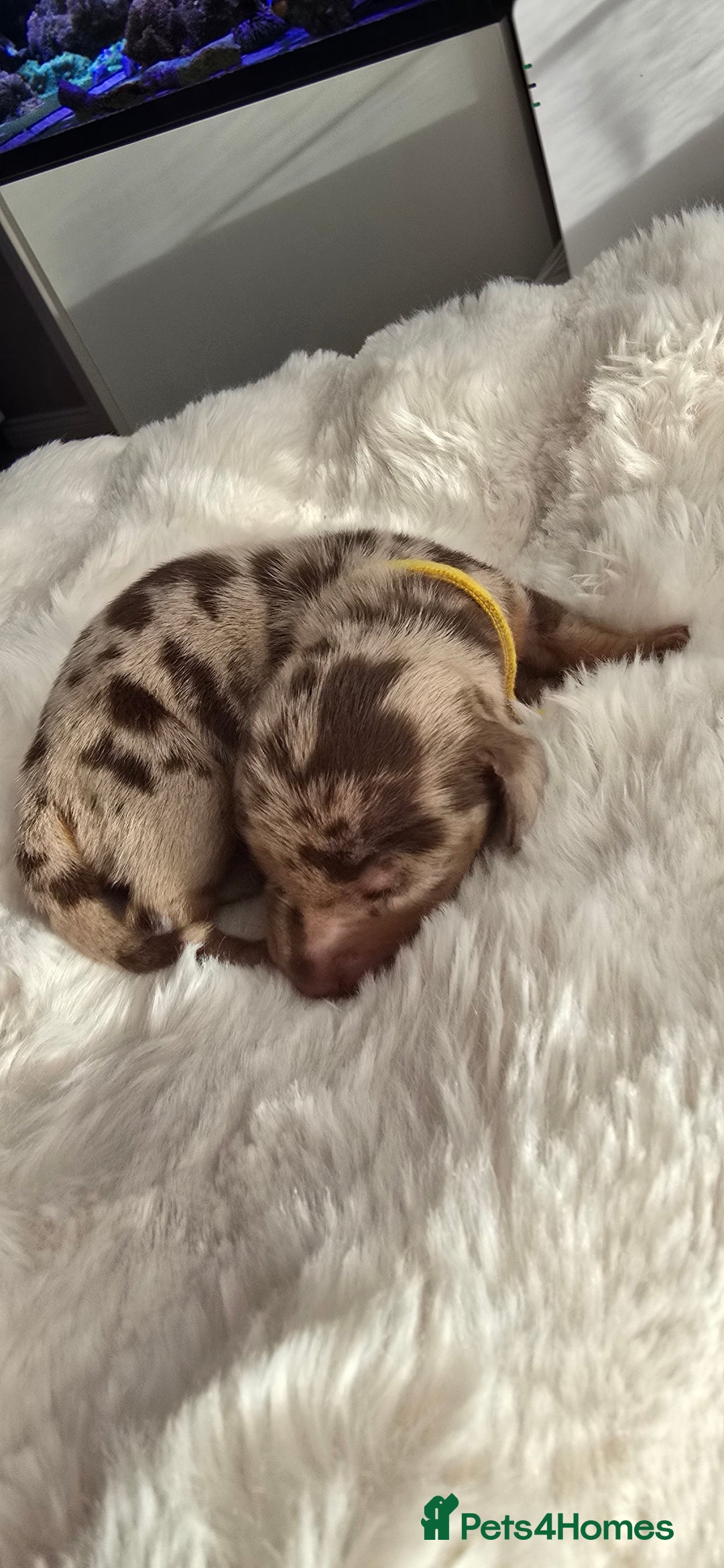 Miniature Dachshund dogs for sale: KC registered miniature Dachshund 🐶  - Advert 6