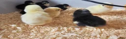 Chickens poultry for sale: Mixed Pekin Bantam eggs - Advert 3