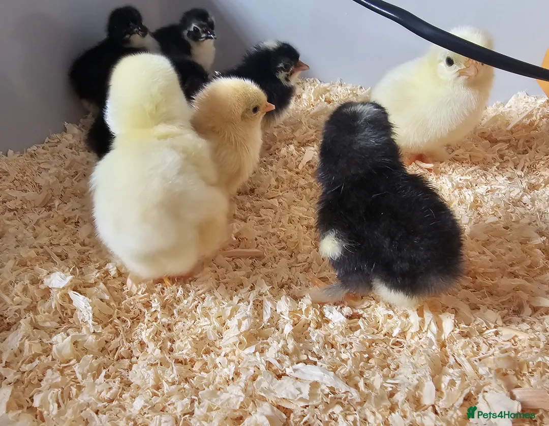 Chickens poultry for sale: Mixed Pekin Bantam eggs - Advert 3