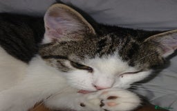 Domestic Shorthair cats for sale: Cute Domestic short hair Kitten, 5 Months Old  - Image 5