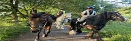 English Thoroughbred horses for sale: 16hh thoroughbred horse  - Advert 7