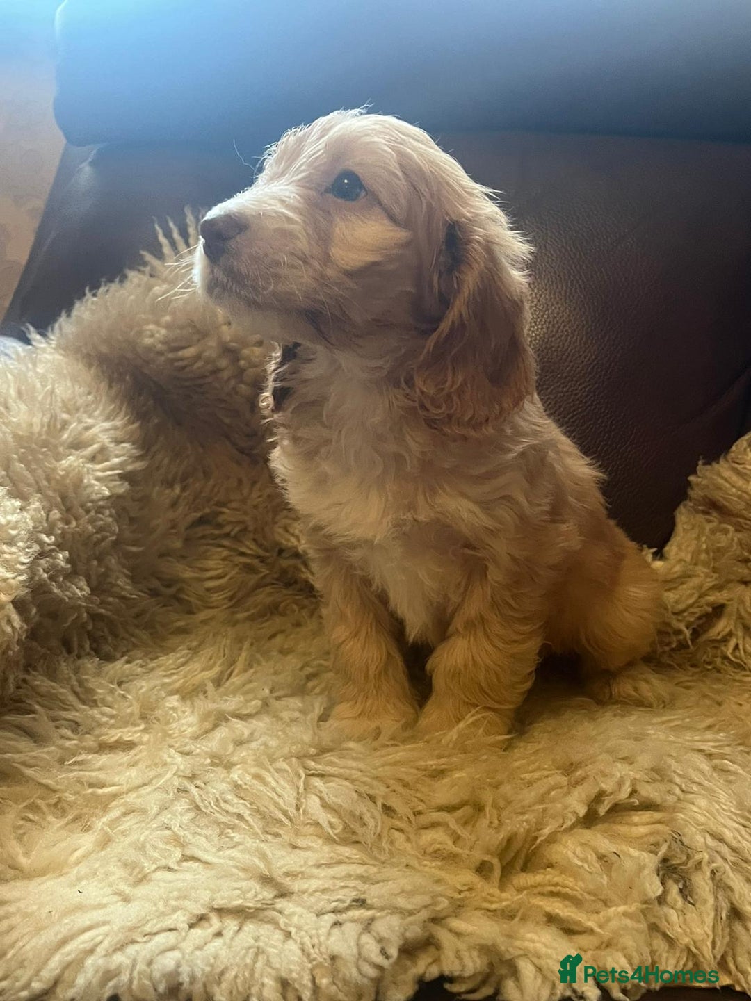 Cockapoo dogs for sale: Cockapoo puppies  - Advert 1