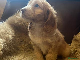 Cockapoo dogs Cockapoo puppies - Advert 4