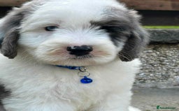 Sheepadoodle dogs for sale: unique sheepadoodles due - Image 32