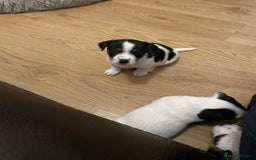 Jack Russell dogs for sale: Short leg pure bred jacks Russel original type .  - Image 4