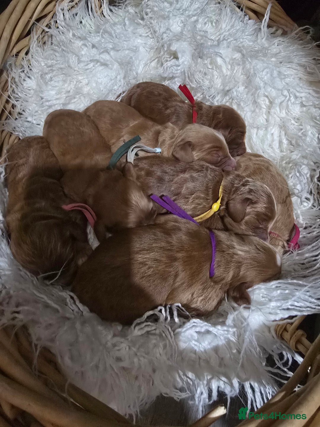 Cockapoo dogs for sale: Health tested cockerpoo F1 pups licensed Breeder  - Advert 33