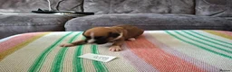 Boxer dogs for sale: Stunning Boxer Puppies in Cannock - Advert 28
