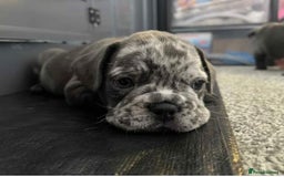 French Bulldog dogs for sale: French Bulldog Puppies ready for new Home - Image 1