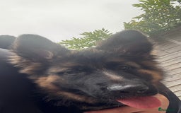 German Shepherd dogs for sale: GSD Puppy (F) - Image 5