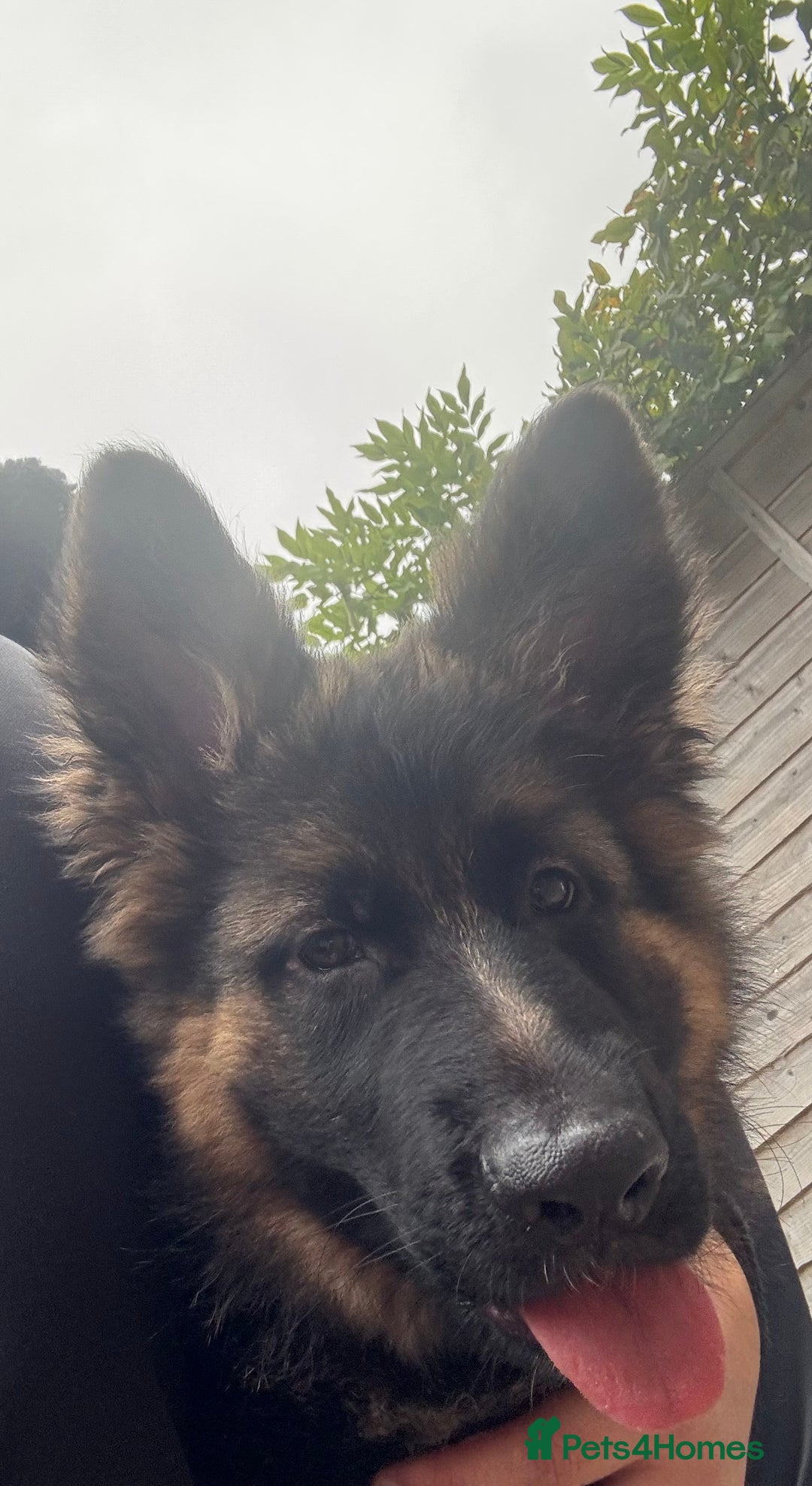 German Shepherd dogs for sale: GSD Puppy (F) - Image 5
