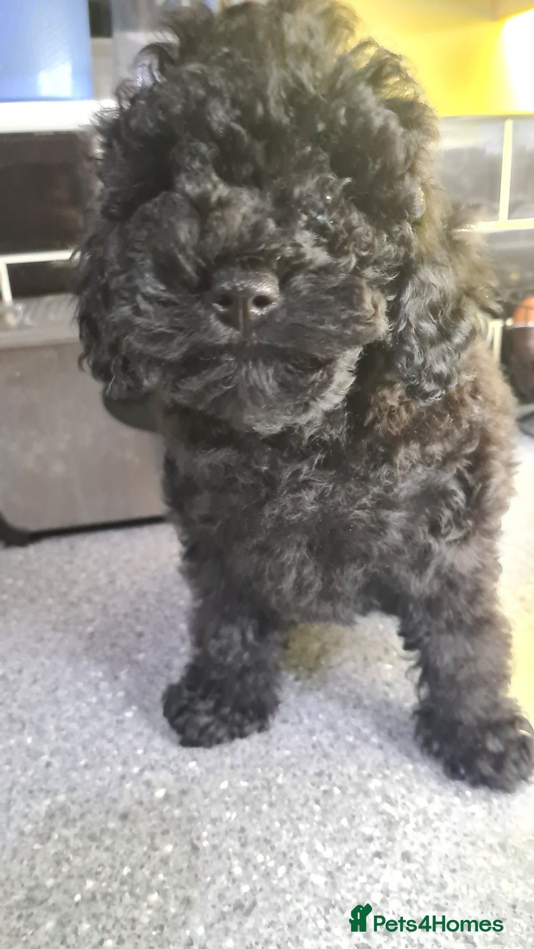 Toy Poodle dogs for sale: Toy poodle puppies  - Advert 3