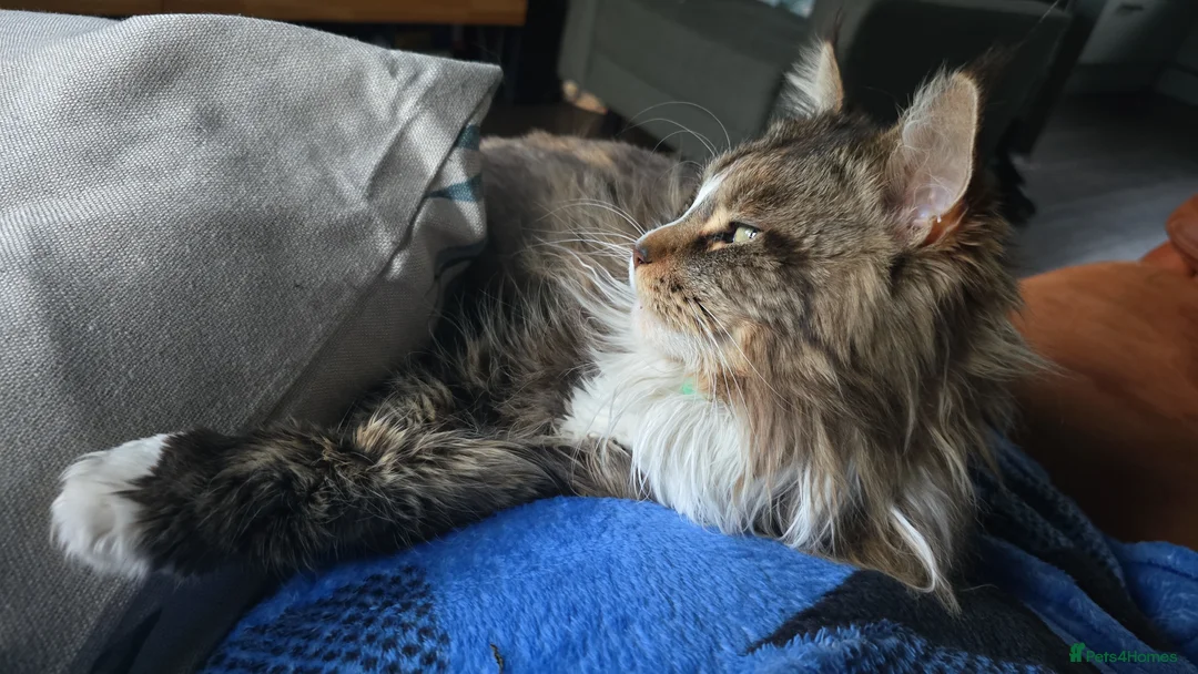 Mixed Breed cats for sale: Sisters looking for a new family home <3 - Advert 14