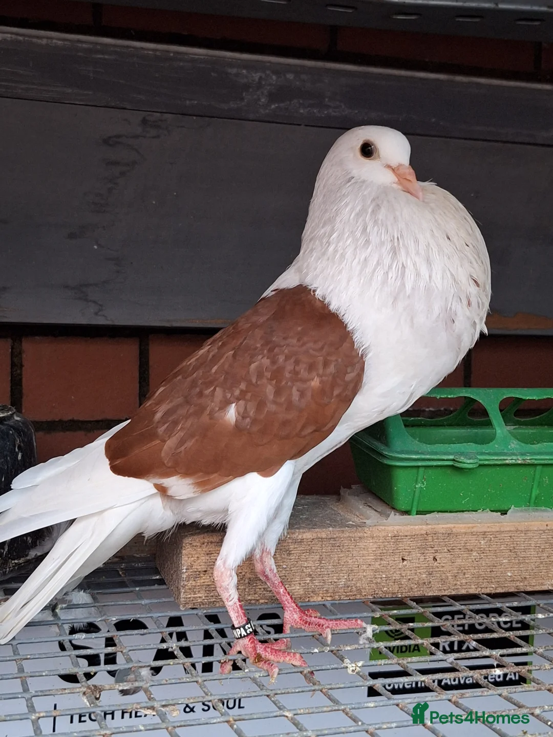 Pigeons birds for sale: 4 mix pigeon for sale - Advert 2