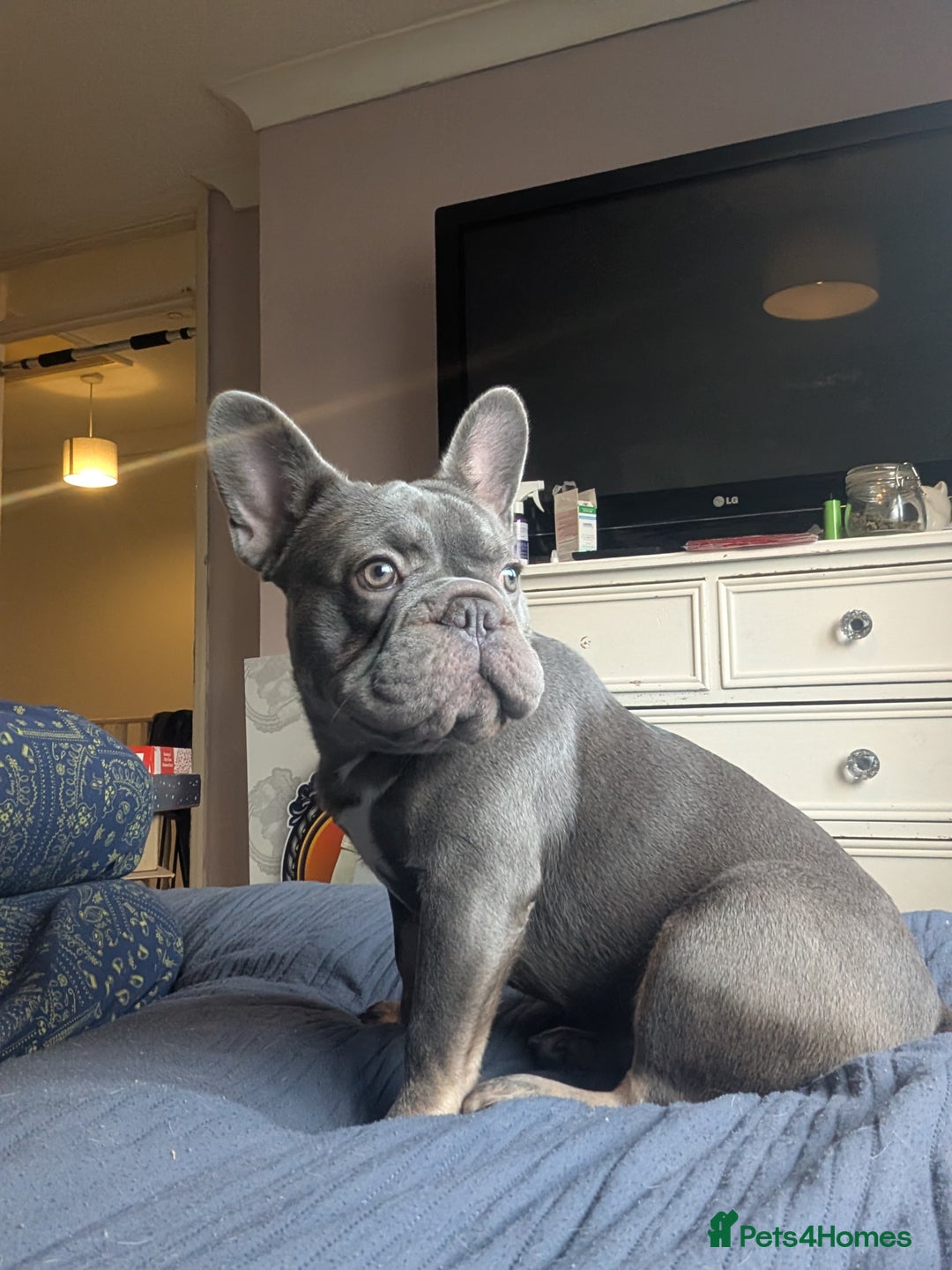 French Bulldog dogs for sale: 8 month old female  - Advert 1