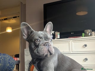 French Bulldog dogs 8 month old female - Advert 1