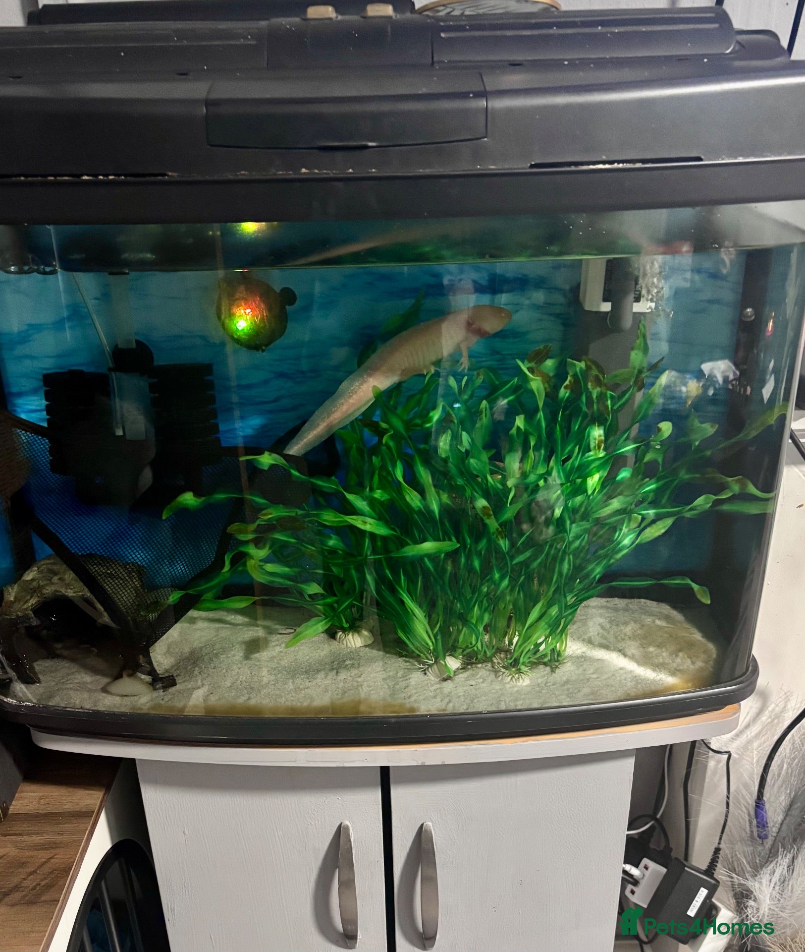 Axolotl reptiles Axolotyl for sale with tank and stand  - Advert 5