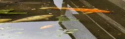 Koi Carp fish for sale: 3 Stunning Koi carp  - Advert 11