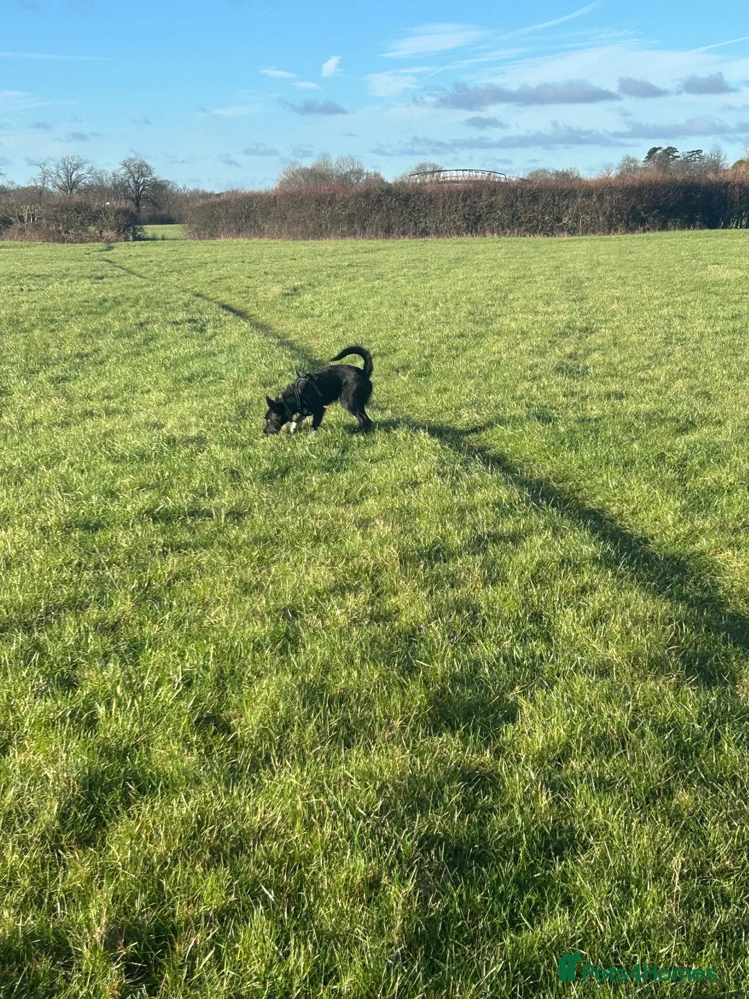 Mixed Breed dogs for sale: Border collie cross with a Patterdale - Advert 3