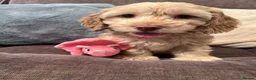 Cockapoo dogs for sale: 💙Beautiful,super friendly,Cockapoo F1 Puppies  - Advert 15