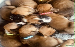 Boxer dogs for sale: Gorgeous litter of red and white boxers.  - Image 17
