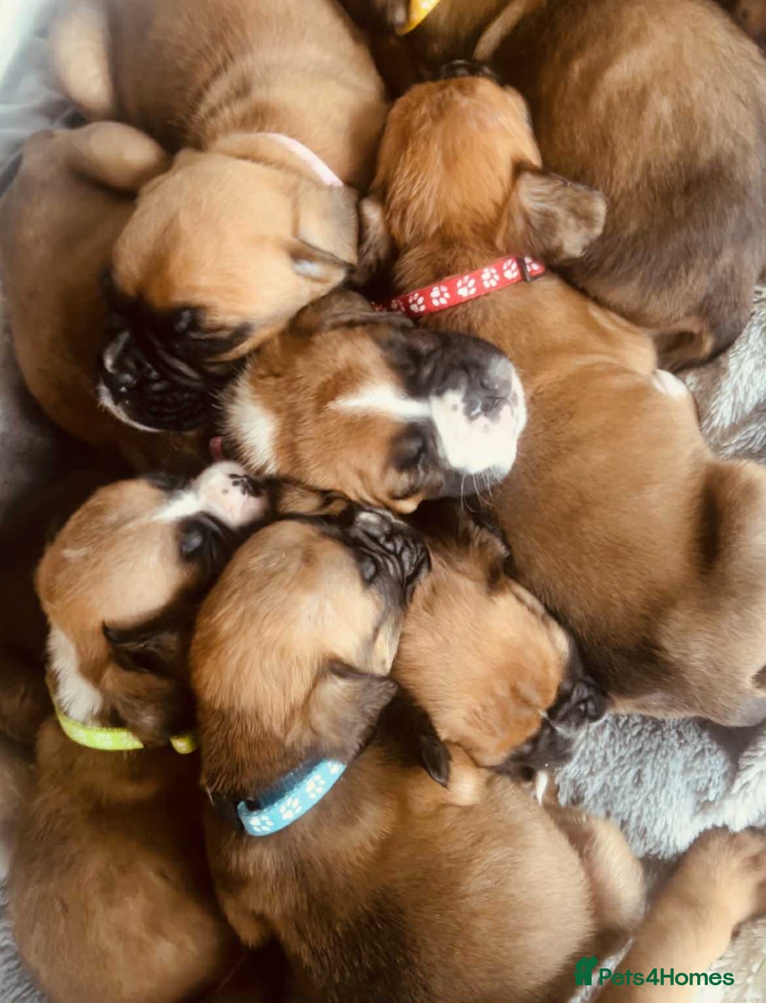 Boxer dogs for sale: Gorgeous litter of red and white boxers.  - Image 17