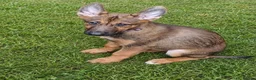 Belgian Shepherd Dog dogs for sale: Quality Malinois pups only 2 of the females left  - Advert 2