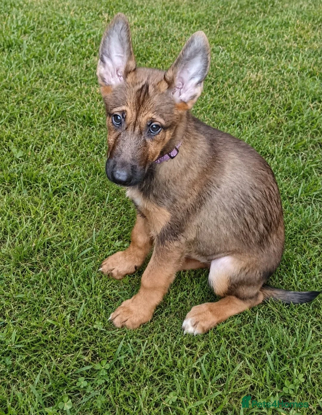 Belgian Shepherd Dog dogs for sale: Quality Malinois pups only 2 of the females left  - Advert 2