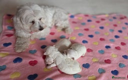 Maltese dogs for sale: Bichon Maltese - Image 13