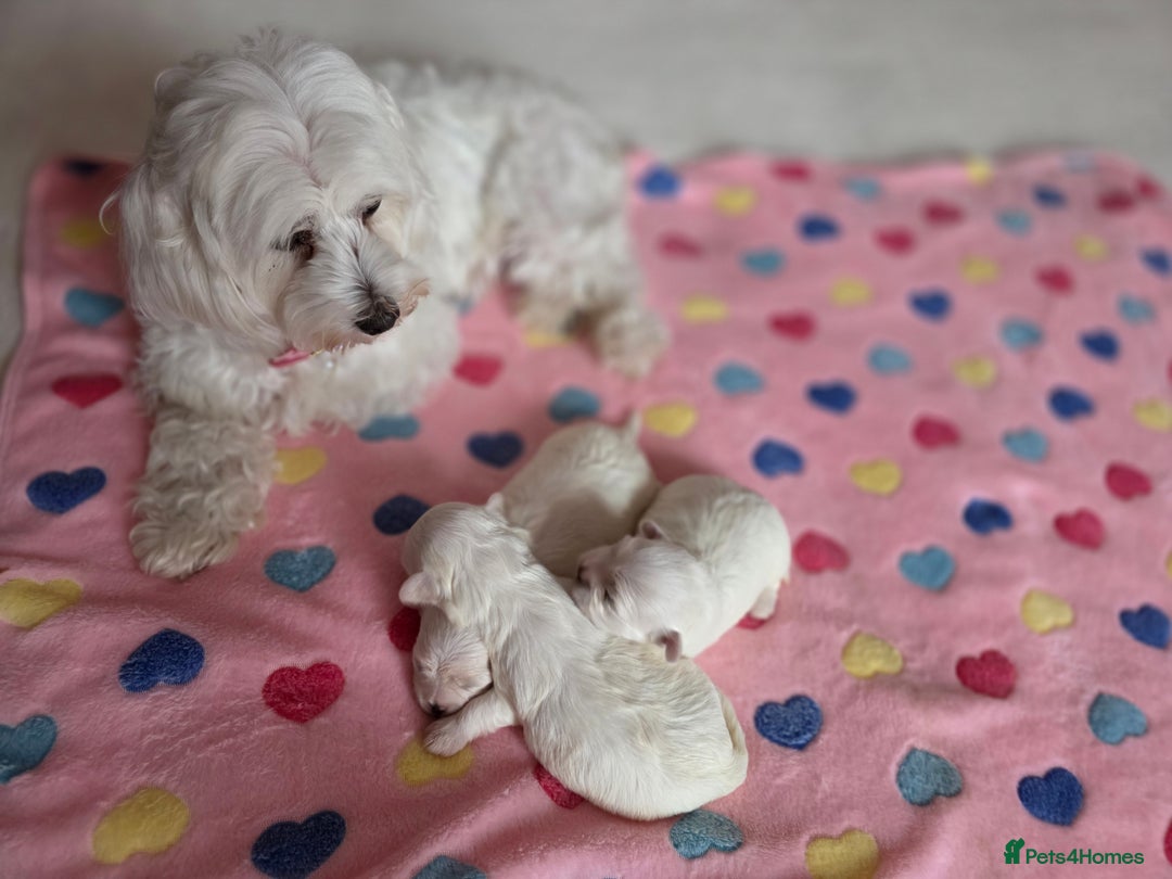 Maltese dogs for sale: Bichon Maltese - Image 13