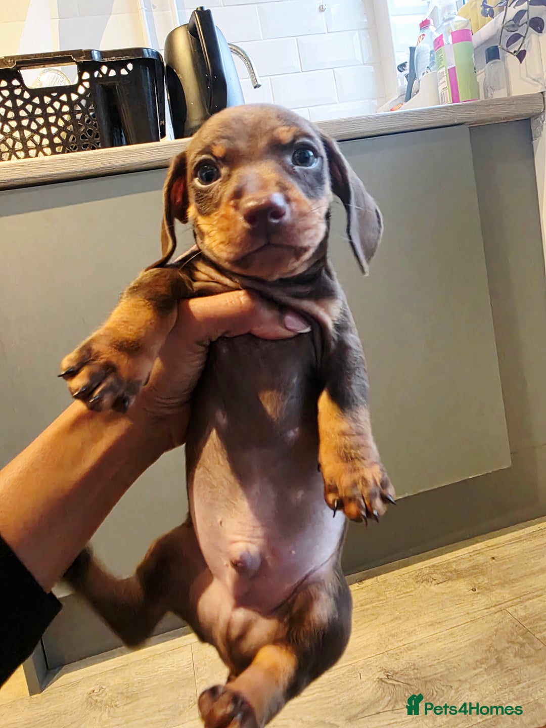 Dachshund dogs for sale: READY FOR NEW HOME 🐶 - Advert 10