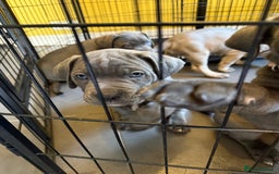 Cane Corso dogs for sale: Blue Cane Corso Puppies - Image 15