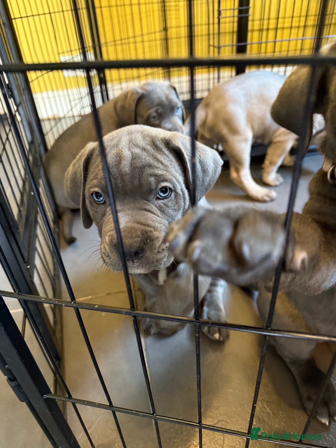Cane Corso dogs for sale: Blue Cane Corso Puppies - Image 15
