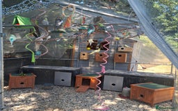 Budgerigars birds for sale: Take in / RESCUE any unwanted Birds/parrots - Image 15