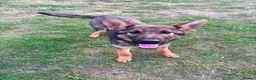 German Shepherd dogs for sale: Exceptional 7 month old German imported female in Billericay - Advert 6