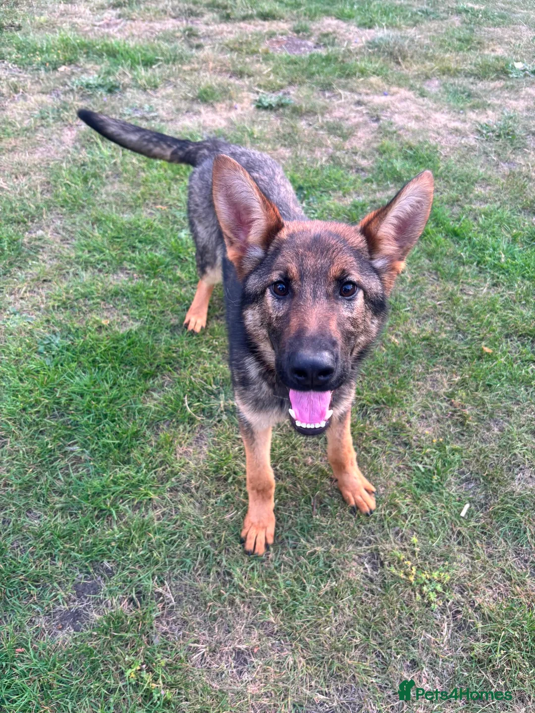 German Shepherd dogs for sale: Exceptional 7 month old German imported female in Billericay - Advert 6