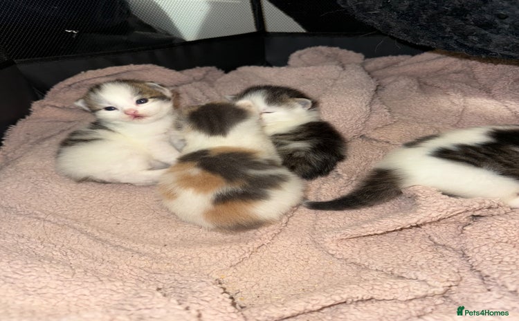 Ragdoll cats - Advert 13