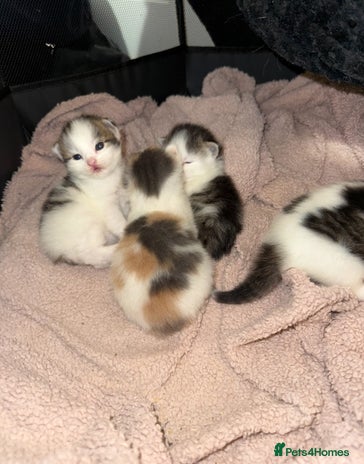 Ragdoll cats - Advert 13