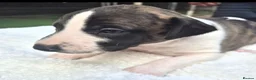 Whippet dogs for sale: 7 stunning kc registered whippet pups - Advert 3