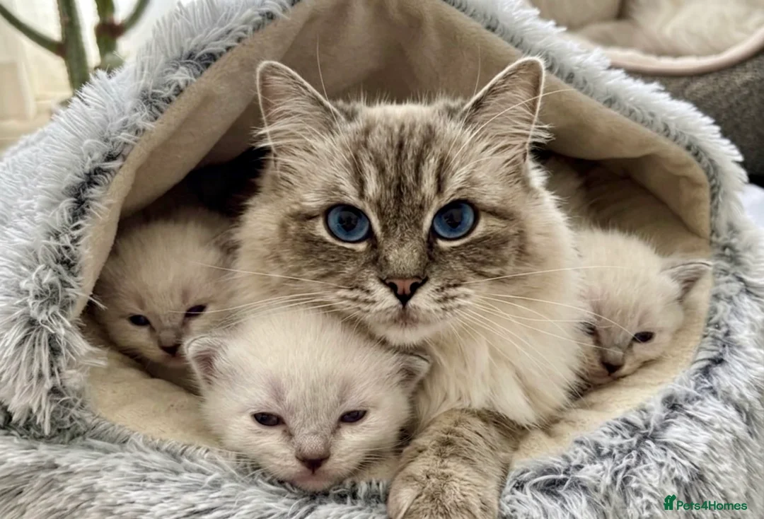 Ragdoll cats for sale: ✨ Stunning Ragdolls - Rare Colours - FINAL SPOTS ✨ - Advert 1