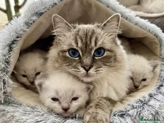Ragdoll cats ✨ Stunning Ragdolls - Rare Colours - FINAL SPOTS ✨ - Advert 10