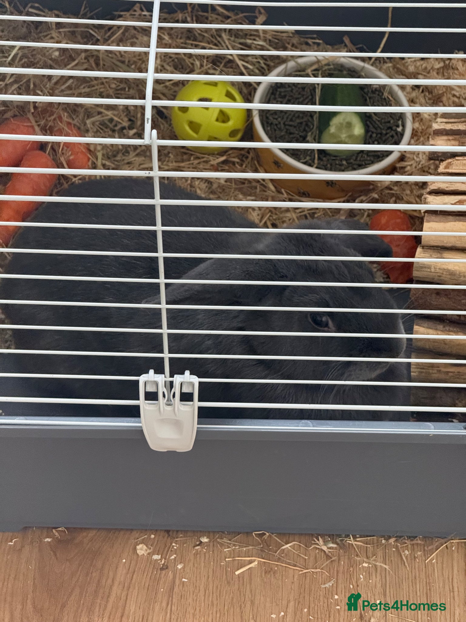 Silver rabbits Beautiful rabbit looking for a new Home - Advert 2