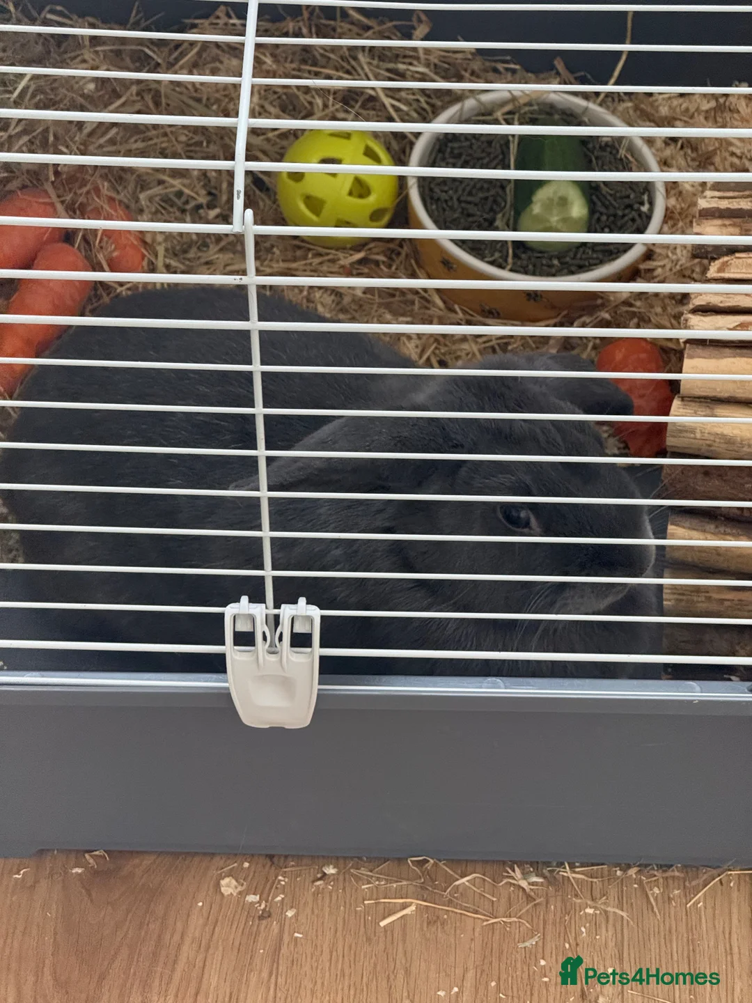 Silver rabbits for sale: Beautiful rabbit looking for a new Home in Ilford - Advert 1